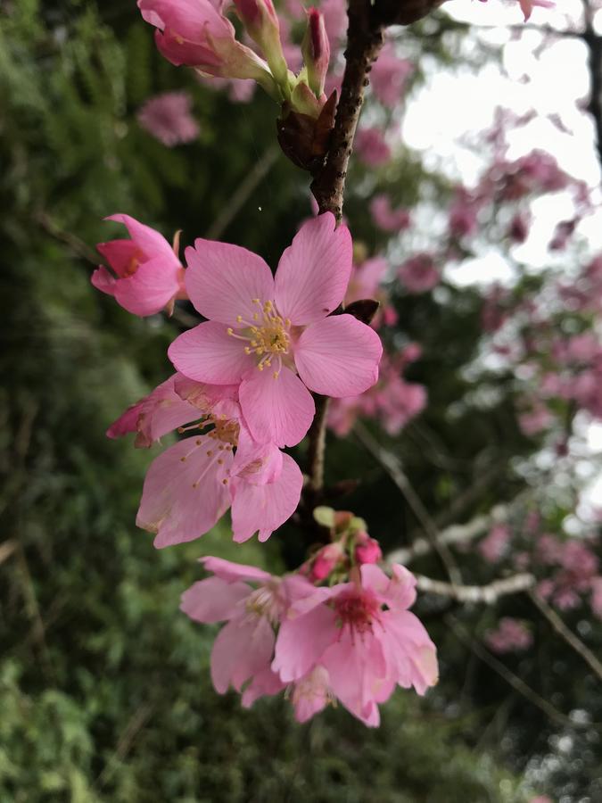 Zhu Yuan Homestay Fenchihu Bagian luar foto